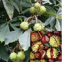 Horse Chestnut Extract