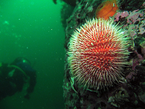 Live Red Sea Urchin