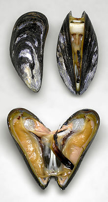 Horse Mussel Scallop