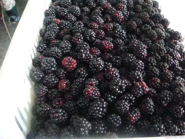 Fozen Blackberry