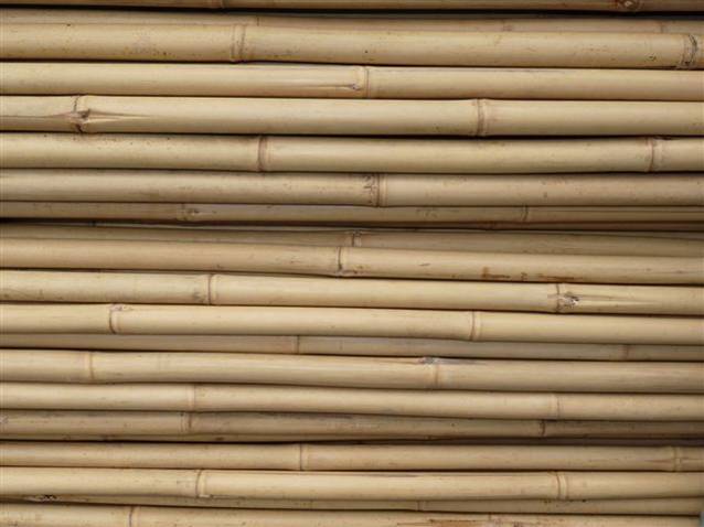 Bamboo cane