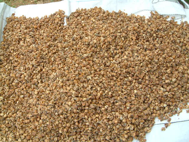 Soapnuts shells, powder, soapnuts