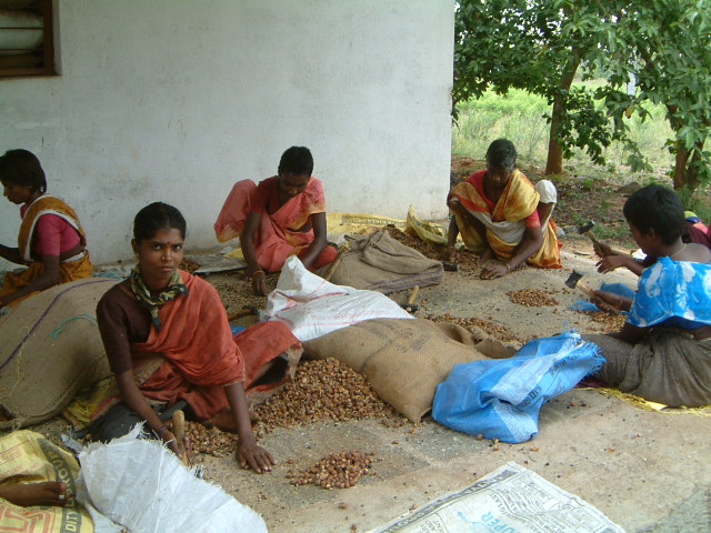 Soapnuts shells, powder, soapnuts