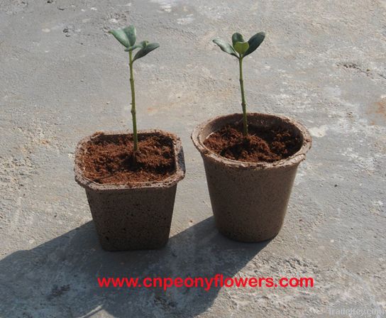 Avicennia Marina ( Grey Mangrove) plants