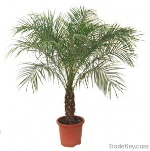 palm trees_ornament trees_landscaping