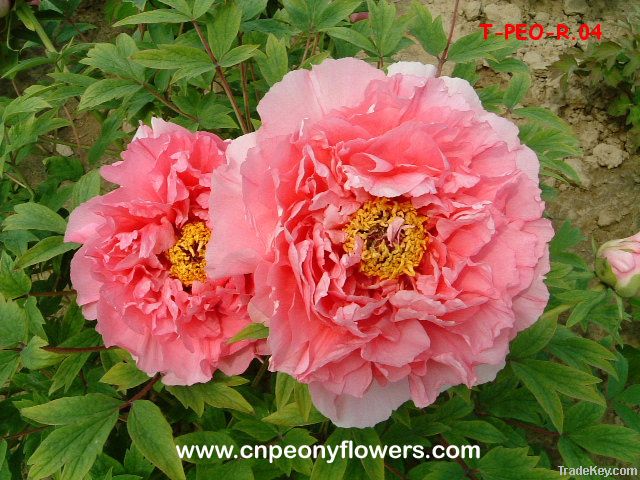 potted tree peony ( paeonia suffruticosa)