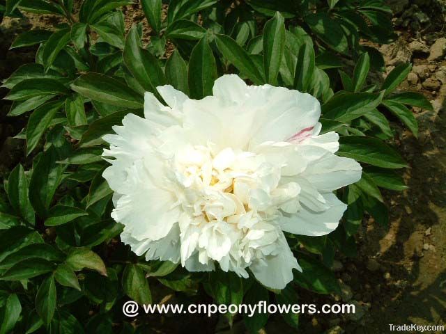 Chinese peony flowers