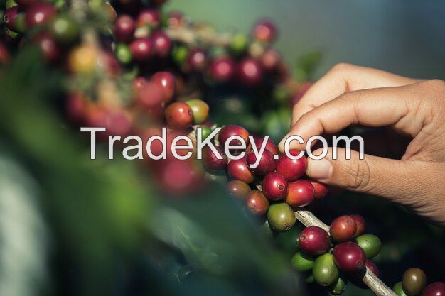 COFFEE ROBUSTA