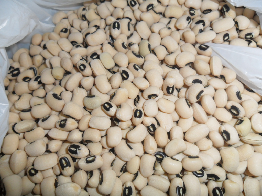 SELL BLACK EYE BEANS 2011