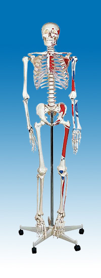 Human Skeleton