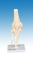 Life-Size Knee Joint