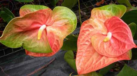 anthurium flowers