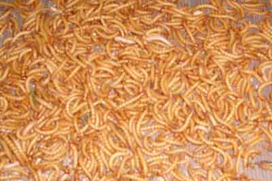 Dried Mealworms