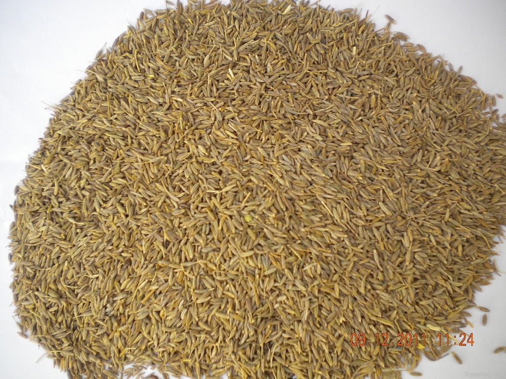 Cumin seeds