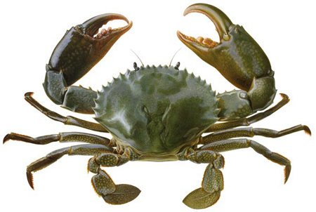 Live Mud Crab