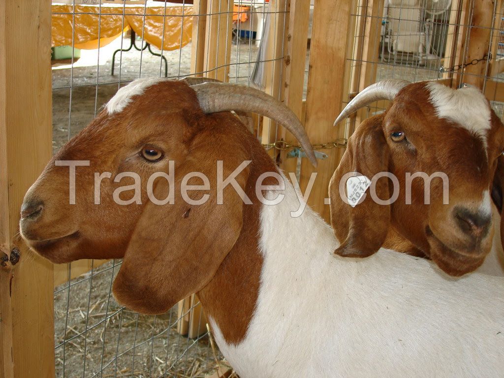 Health Tasted & approved Boer Goats for sell 