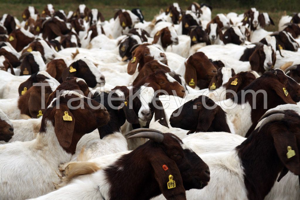 Health Tasted & approved Boer Goats for sell 