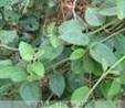 Gymnema sylvestre