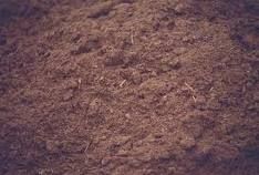 Peat Moss