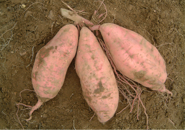 sweet potato