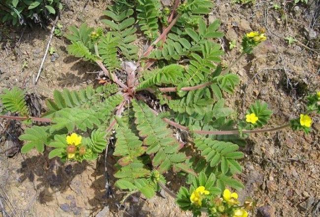 herbal plants