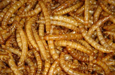 microwaved  dried mealworm