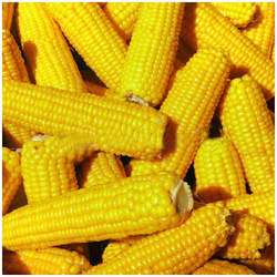 INDIAN CORN (MAIZE)