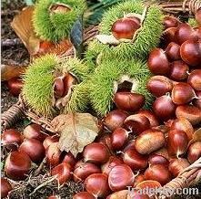 Chestnut