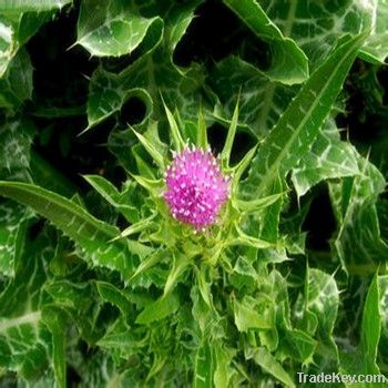 Milk Thistle Extract Silymarin