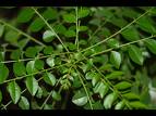 Curry Leaves Powder