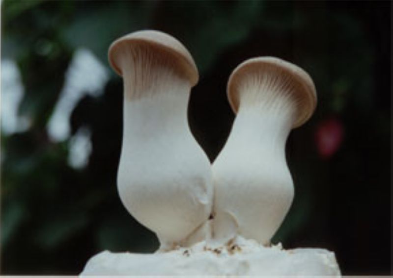 Fresh King Oyster Mushroom