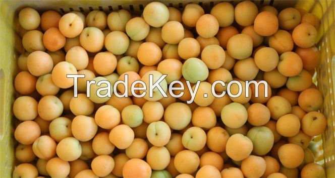 Apricot