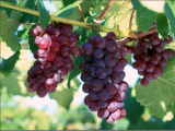 grape seed oil