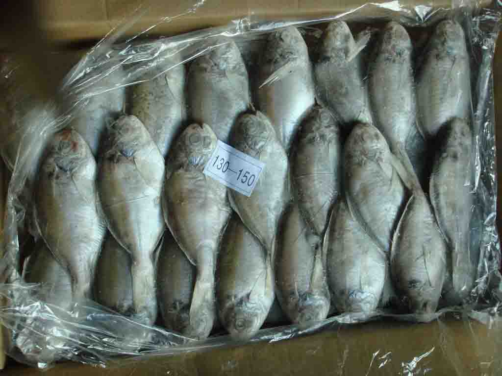 Pomfret Fish