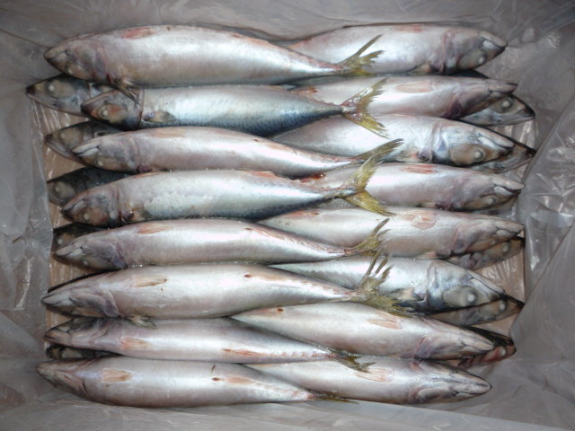 Pacific Mackerel ( Whole Round )