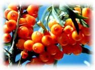 seabuckthorn seed  oil