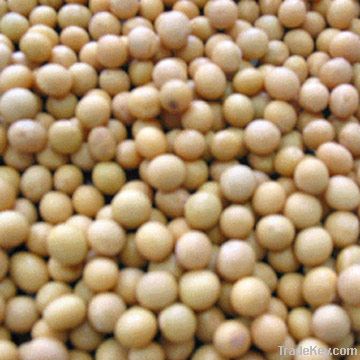 Soya Beans