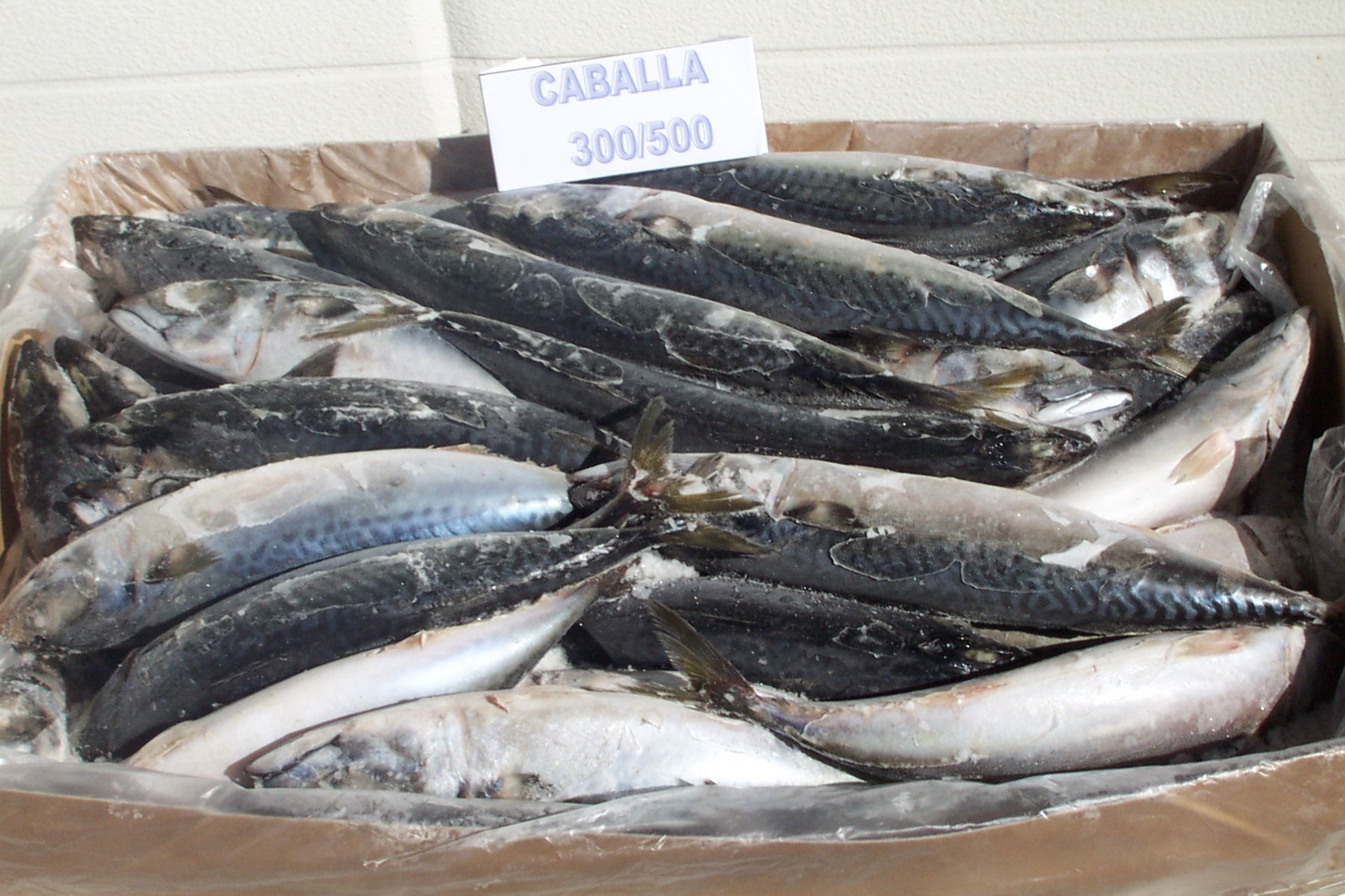 Pacific / Chub MACKEREL & Jack / Horse MACKEREL