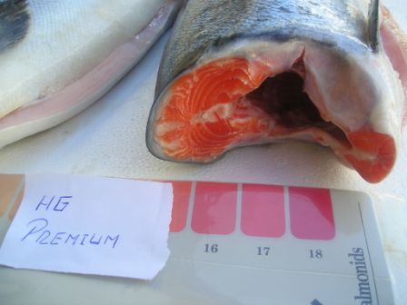 Atlantic and Coho SALMON, Salmon/Rainbow TROUT