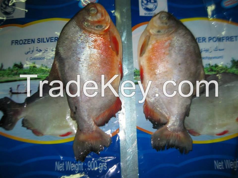 Frozen Red Pomfret Fish 