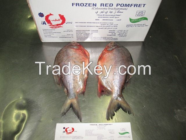 PROMOTION PRICE WHITE MEAT PANGASIUS FILLET WELL TRIMMED UNTRIMMED SEMI TRIMMED PANGASIUS STEAK TILAPIA HORSE MACKEREL ROHU RIVERBARD PANGASIUS HGT