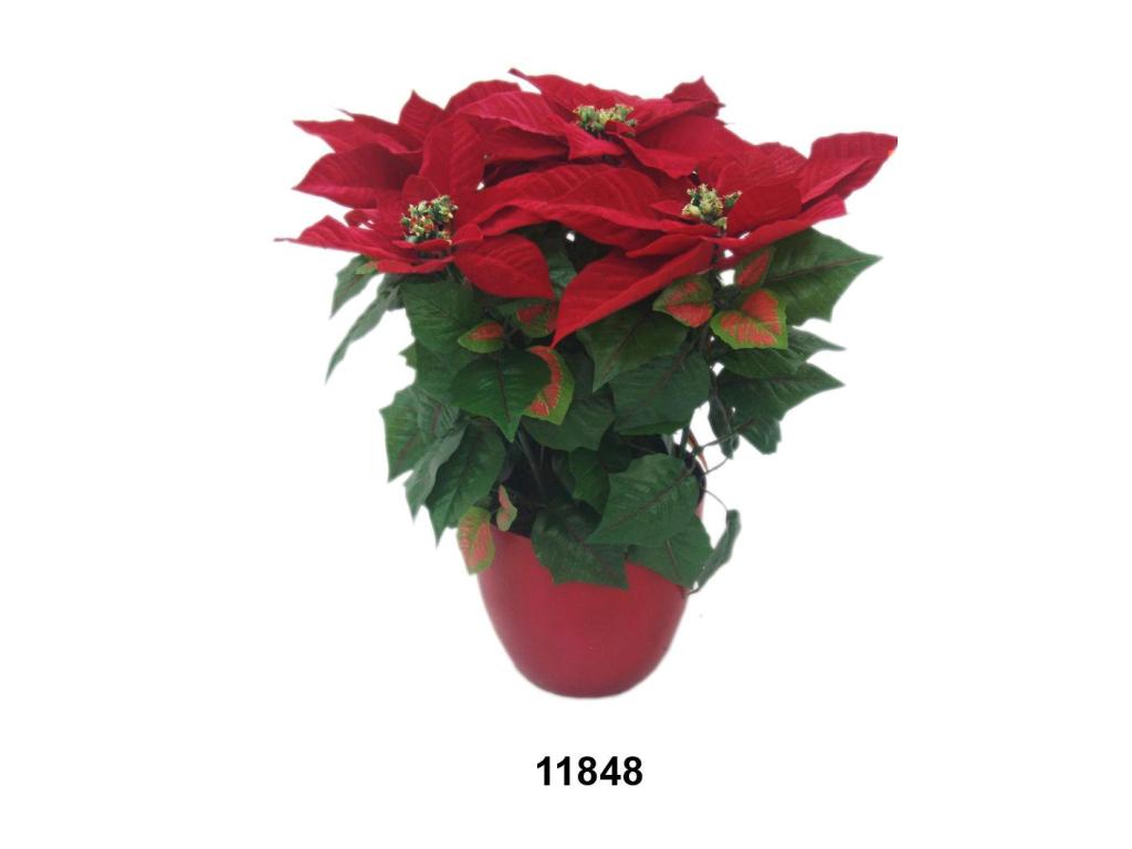 POINSETTIA 150LVS 5F B W/P