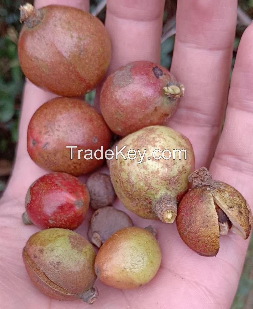 100% Natural Camellia Oil Seeds Edible Oil From Middle South China Mountain Village Oil