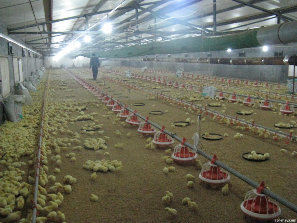 Automatic Poultry Shed