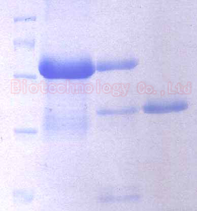 Highly Purified Recombinant Enterokinase