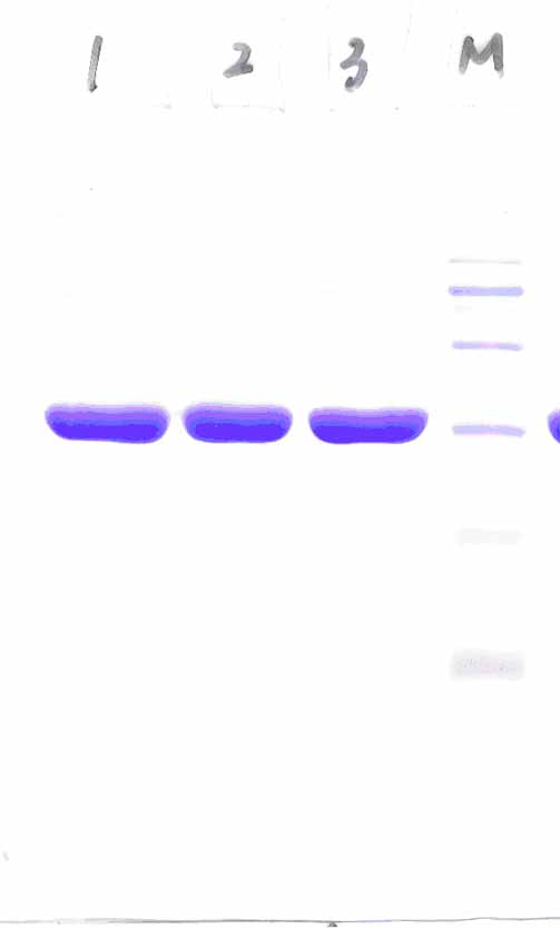 beta-lactamase, recombinant