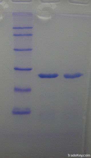 Recombinant Trypsin