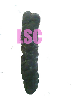 Dried Sea Cucumber