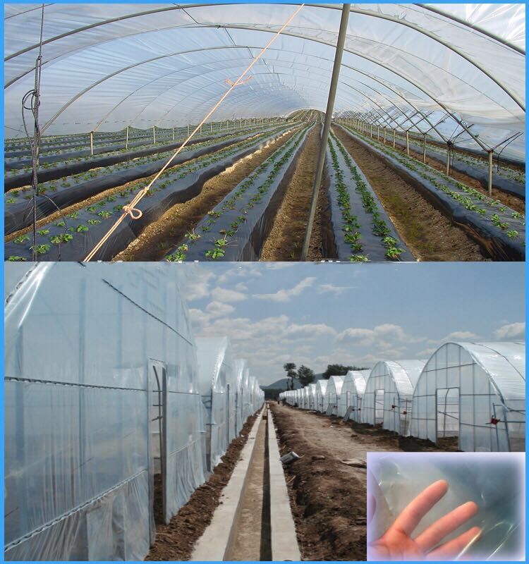  the Cheapest Agricultural Plastic Greenhouse Film