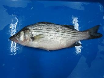 Striped Sea bass